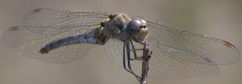 Réf. 294 488 : Sympetrum striolatum